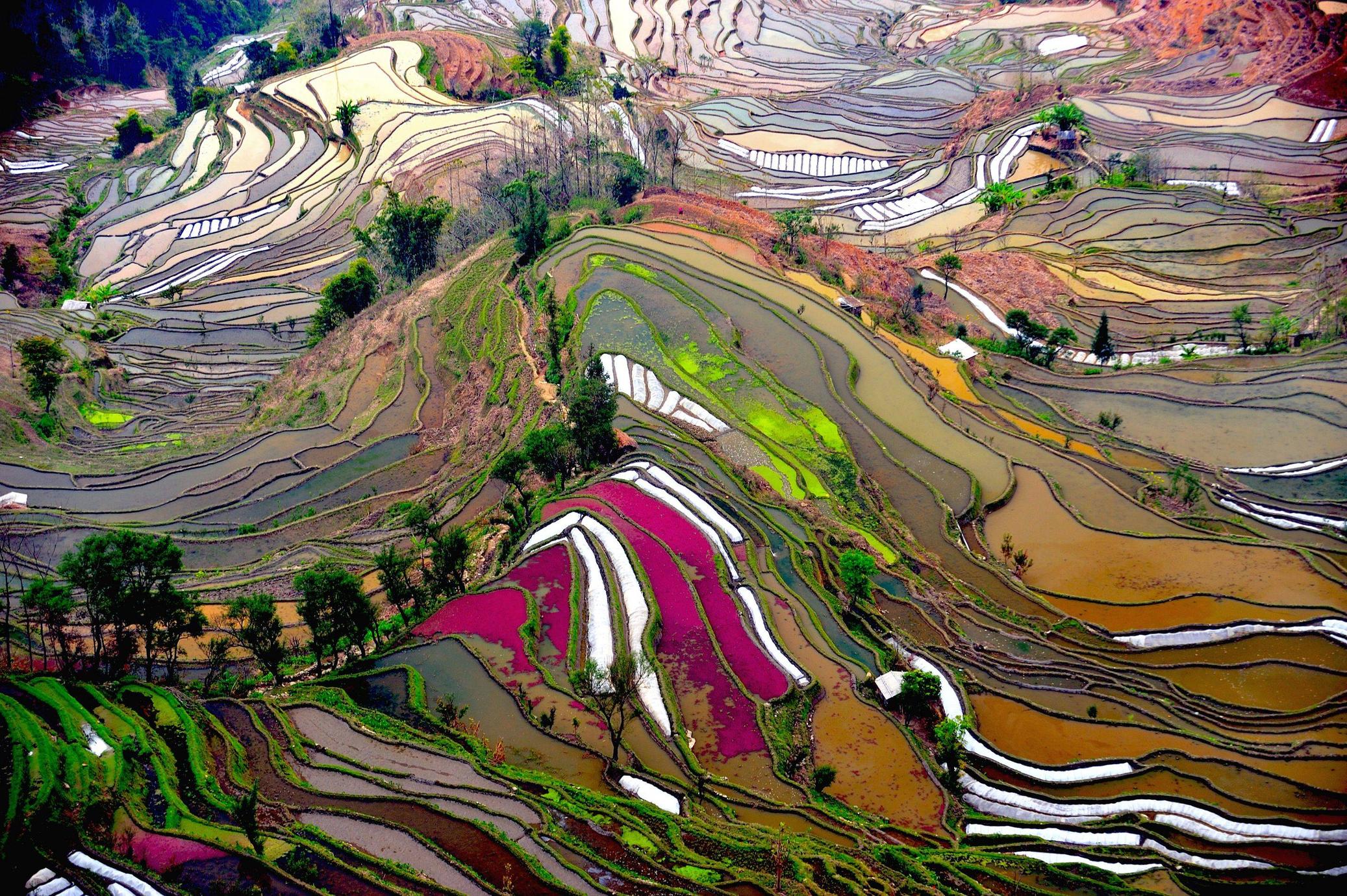 Les rizières de Longji
